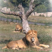 animal2 animal2